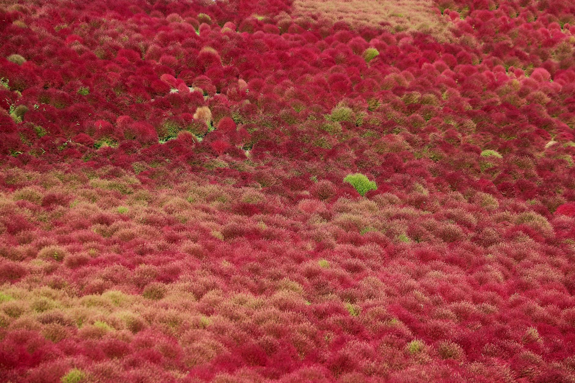 Czerwone krzewy kochii na wzgórzu w jesiennych barwach