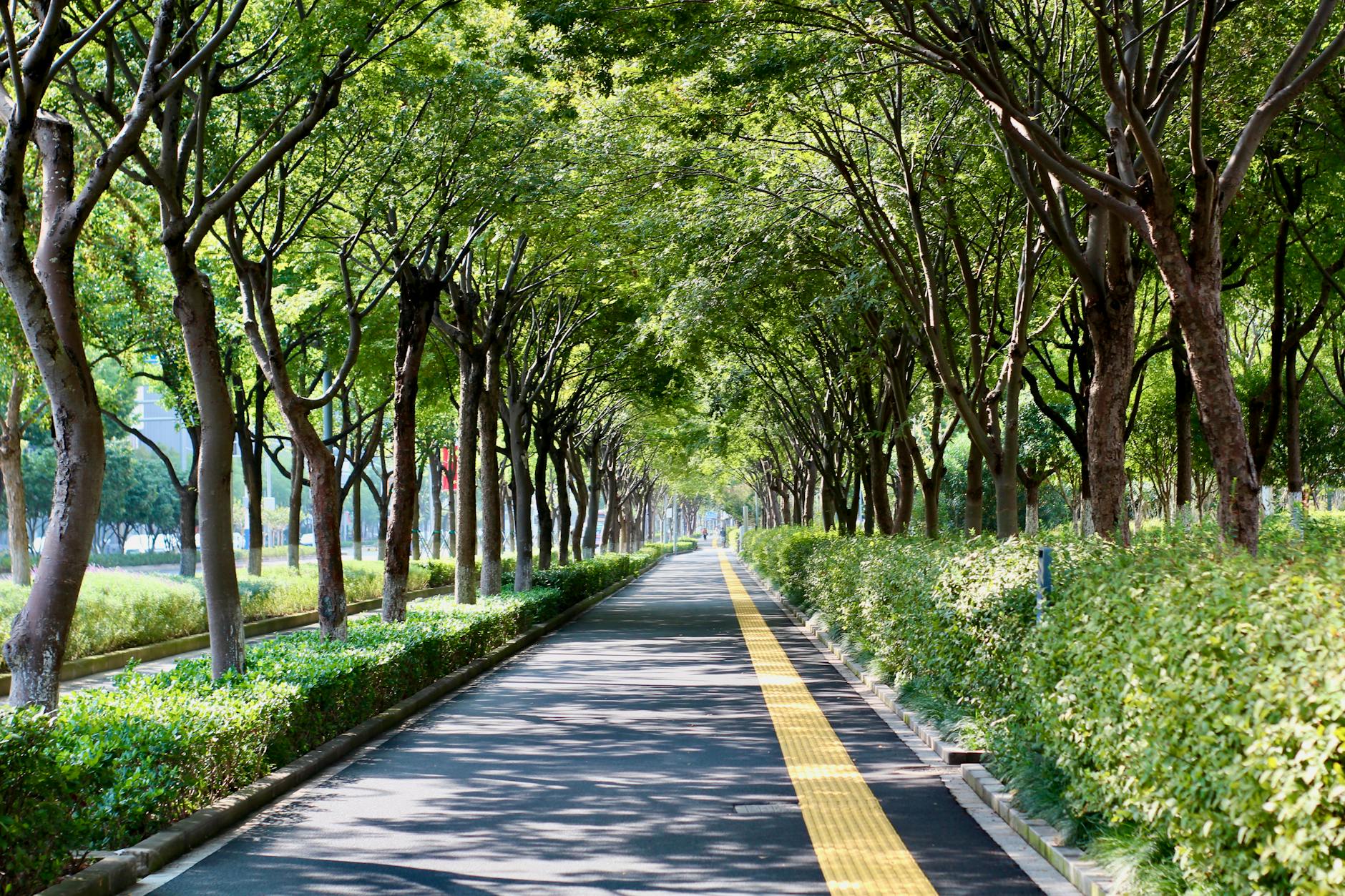 Zacieniona parkowa alejka drzew w Poznaniu idealna na spokojny spacer